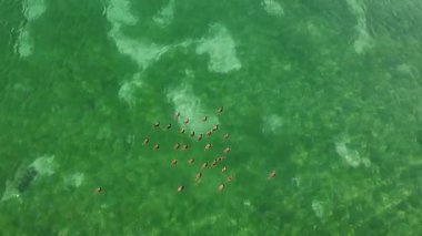 Kuzey Makedonya 'nın Ohri Gölü' nün açık yeşil sularında yüzen ördekler. Güzel bir doğal ortamda vahşi yaşamın havadan görünüşü..