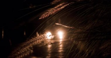 Bir araba karanlık bir arazide yavaşça sürer, farları parlak parlar ve yol boyunca sallanan bitkilere ışık tutar. Gecenin sükuneti apaçık ortada..