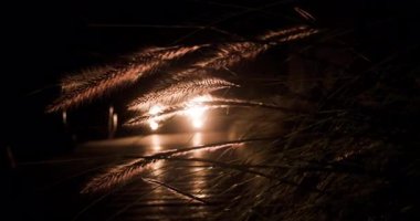 Karanlıkta, araba farları bitkilerin siluetlerinde parlıyor, yumuşak gölgeler bırakıyor ve rahatlatıcı bir ortam yaratıyor. Gecenin sessizliği bu huzurlu anı güçlendiriyor..