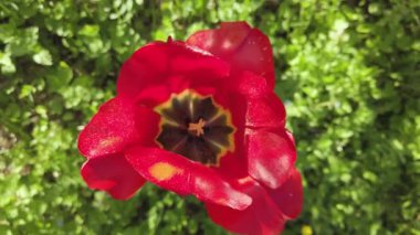 Yeşil çayırda tek bir kırmızı lale. Yukarıdan görüntüle.