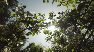 Aronia meyveli dallar. Olgunlaşmamış boğma üzümü.