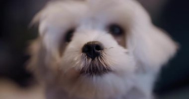 Beyaz kabarık tüylü bir köpeğin kameraya bakıp meraklı ve oyuncu tavrını sergilemesi. Evcil hayvan dostu görünüş sıcaklık ve dostluk hissi verir..