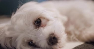 Küçük beyaz köpek çizgili bir yatakta mışıl mışıl uyuyor, renkli yastıklarla çevrili, huzurlu ve rahat bir ortam yaratıyor..