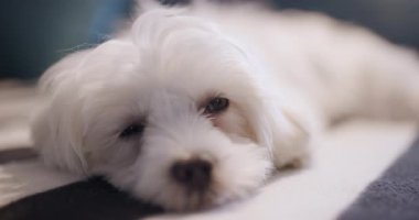 Küçük beyaz köpek çizgili bir yatakta mışıl mışıl uyuyor, renkli yastıklarla çevrili, huzurlu ve rahat bir ortam yaratıyor..