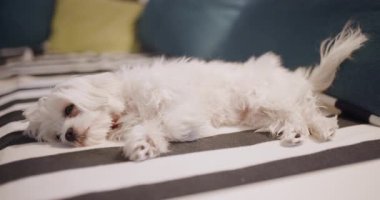 Küçük beyaz köpek çizgili bir yatakta mışıl mışıl uyuyor, renkli yastıklarla çevrili, huzurlu ve rahat bir ortam yaratıyor..