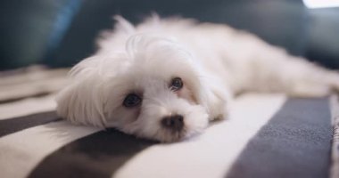 Küçük beyaz köpek çizgili bir yatakta mışıl mışıl uyuyor, renkli yastıklarla çevrili, huzurlu ve rahat bir ortam yaratıyor..