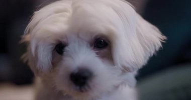 Beyaz kabarık tüylü bir köpeğin kameraya bakıp meraklı ve oyuncu tavrını sergilemesi. Evcil hayvan dostu görünüş sıcaklık ve dostluk hissi verir..