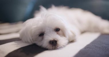 Küçük beyaz köpek çizgili bir yatakta mışıl mışıl uyuyor, renkli yastıklarla çevrili, huzurlu ve rahat bir ortam yaratıyor..