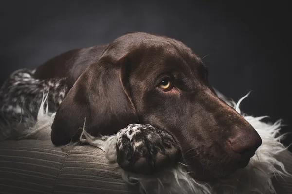 Sleepy perro joven tratar de filtrarse. Captura de estudio . — Foto de Stock