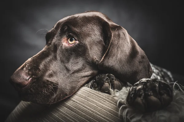 Niedlicher deutscher Zeigerhund ruht zu Hause, Studioaufnahme — Stockfoto