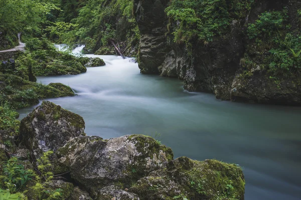 森、長時間露光に流れる川 — ストック写真