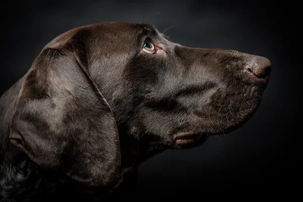 Perro puntero alemán de pura raza posando sobre fondo oscuro / negro. Captura de estudio . — Foto de Stock