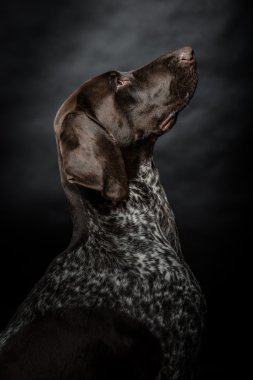 Safkan Alman işaretçi köpek koyu / siyah arka plan üzerinde poz. Stüdyo vurdu.