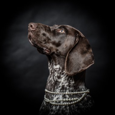 Safkan Alman işaretçi köpek koyu / siyah arka plan üzerinde poz. Stüdyo vurdu.