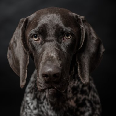 Safkan Alman işaretçi köpek koyu / siyah arka plan üzerinde poz. Stüdyo vurdu.