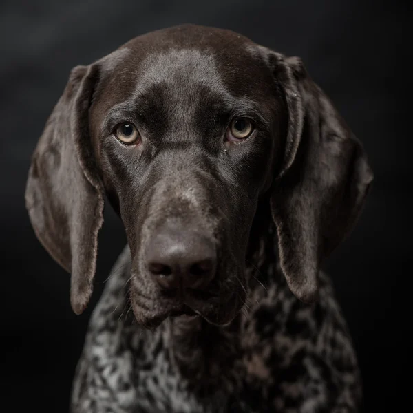 Purebred German pointer dog posing over dark / black background. Studio shot. — Stock Photo, Image