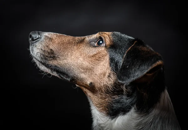 Niedlicher Jack Russell Terrier posiert vor dunkel / schwarzem Hintergrund. Studioaufnahme. — Stockfoto