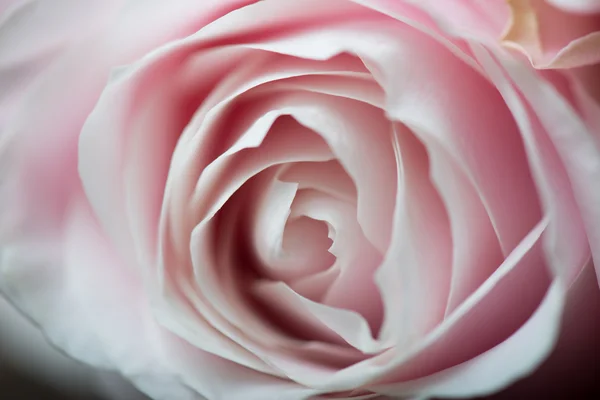 Roze rozen in de tuin — Stockfoto