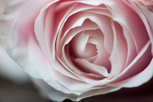 Close up image of pink rose petals — Stock Photo, Image