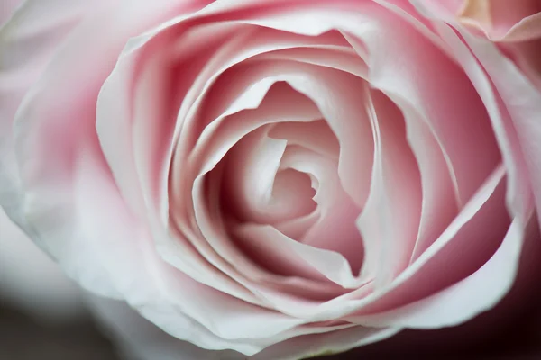 Close up image of pink rose petals — Stock Photo, Image