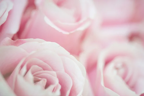 Ramo de flores de rosa rosa de la boda, primer plano fondo floral — Foto de Stock