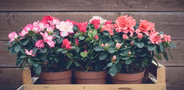 Spring flowers in the garden — Stock Photo, Image