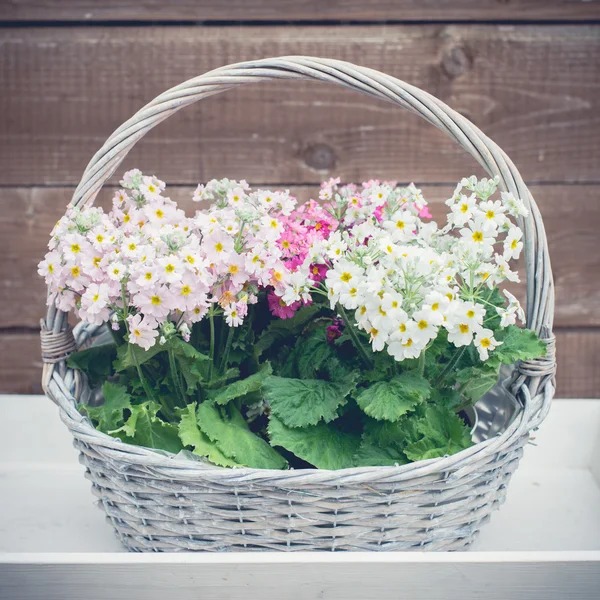 Lentebloemen, verzameling van Lentebloemen — Stockfoto