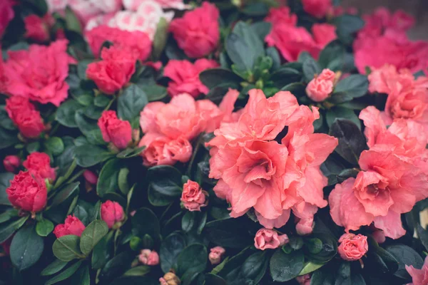 花の背景、赤とピンクの花 — ストック写真