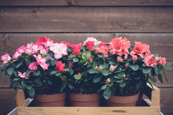 Spring flowers in the garden — Stock Photo, Image