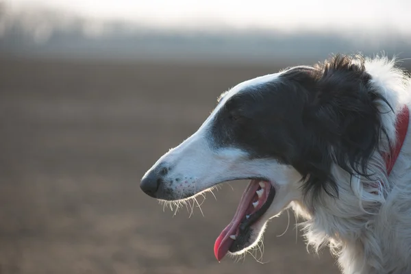 Hund porträtt, rysk varghund hund, utmattad efter att ha kört. — Stockfoto