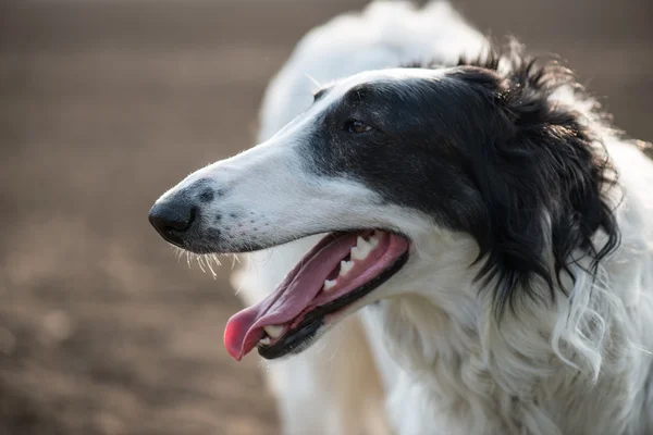 Portrait de chien, chien loup russe, épuisé après avoir couru . — Photo