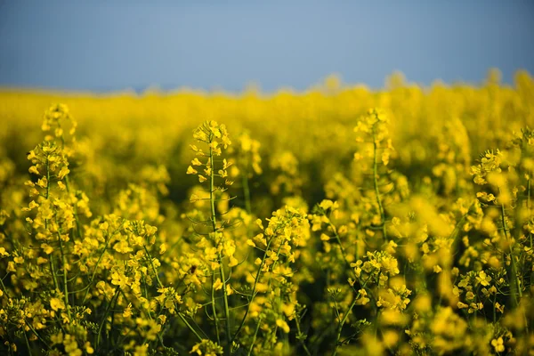 Rapeseed field, landscape with yellow rape flowers and blue sky. — Stock Photo, Image