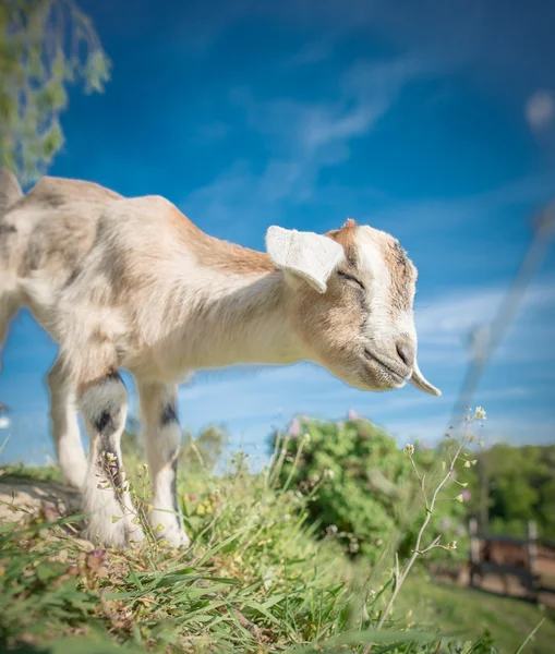 Bebê cabra pastando ao ar livre — Fotografia de Stock