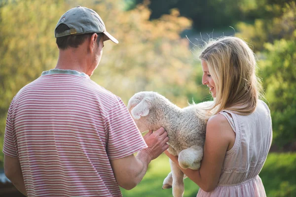 Veterinarian taking care of lamb, animal care concept — Stock Photo, Image