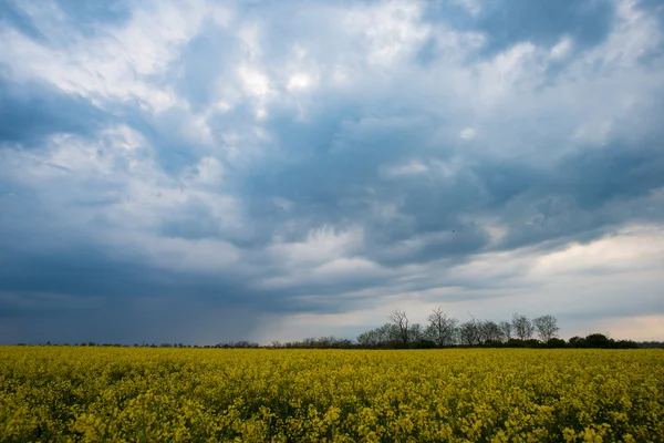 Drámai ég alatt repceolaj területén. Mezőgazdasági tájkép. Sárga repce virág-és viharos időjárás felhők. — Stock Fotó