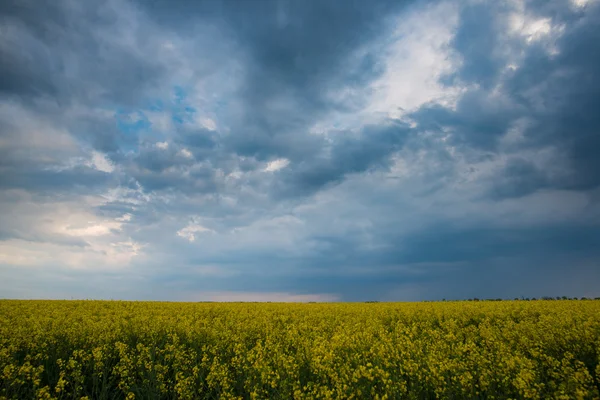 Cielo dramático sobre campo de colza. Paisaje agrícola. Flor de colza amarilla y nubes de clima tormentoso . — Foto de Stock