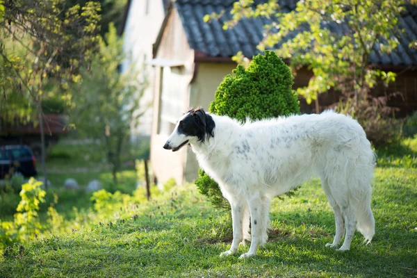 Ρωσικά Wolfhound σκυλί που παρουσιάζουν εξωτερική — Φωτογραφία Αρχείου