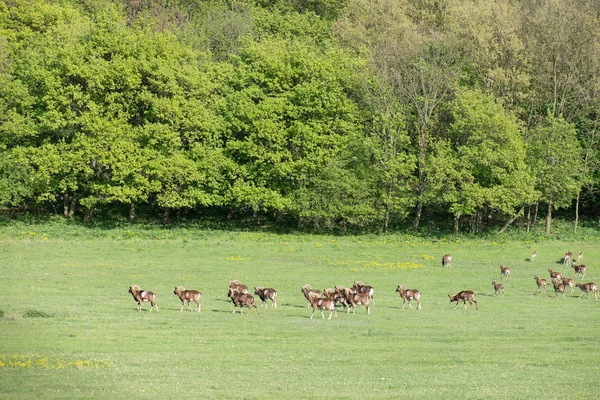 Herd of moufflon Stock Photo