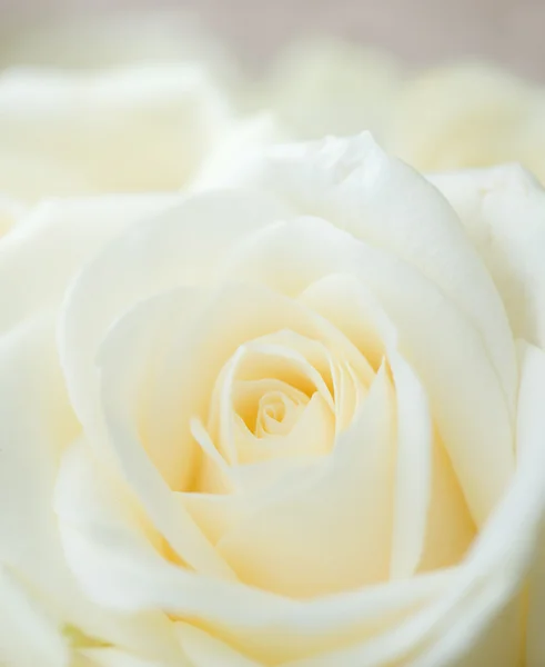 Witte bloem decoratie. Bruiloft bloemen decor. — Stockfoto