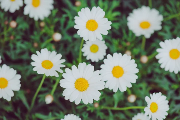 흰색과 노란색 꽃입니다. 풀밭에서 데이지의 세부 사항입니다. 아름 다운 화이트 데이지 꽃의 매크로입니다. 데이지 꽃. — 스톡 사진