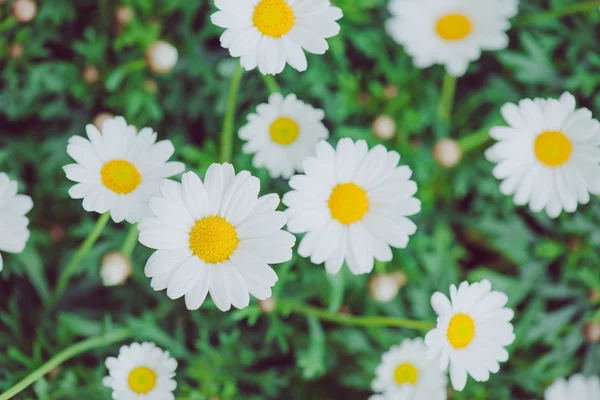 Flori albe şi galbene. Detaliu de margarete în iarbă. Macro de flori frumoase margarete albe. Floare Daisy . — Fotografie, imagine de stoc