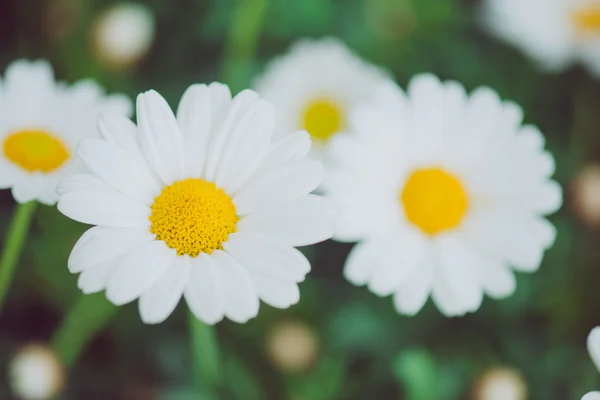 Vita och gula blomman. Detalj av prästkragar i gräset. Makro av vackra vita prästkragar blommor. Daisy blomman. — Stockfoto
