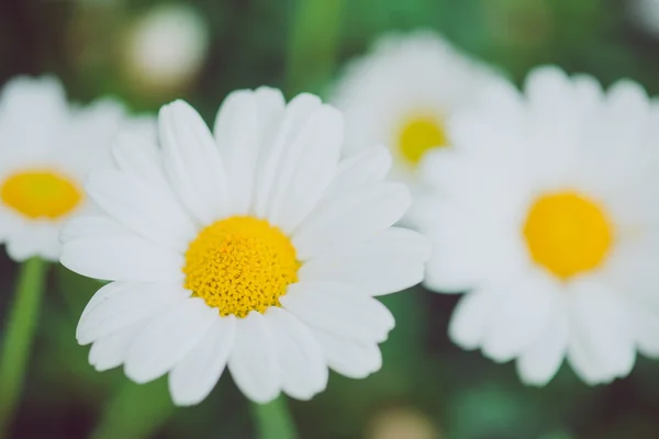 White and yellow flower. Detail of daisies in the grass. Macro of beautiful white daisies flowers. Daisy flower.