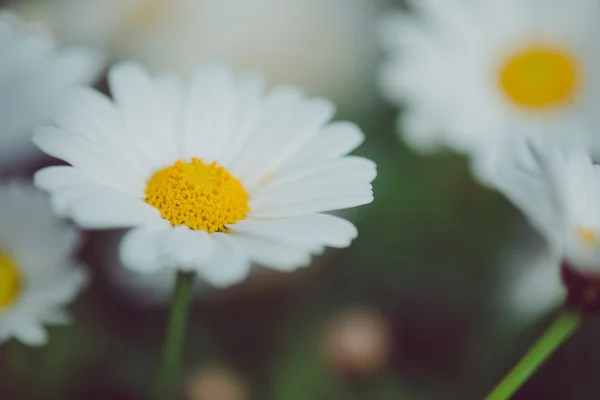 Fehér és sárga virág. Részlet a százszorszépek a fűben. Makró a virágok gyönyörű fehér margaréták. Százszorszép virág. — Stock Fotó