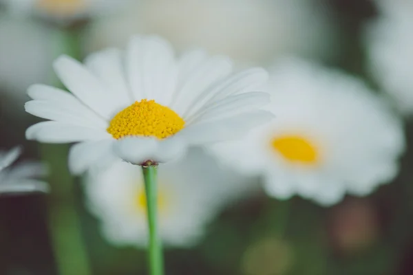 흰색과 노란색 꽃입니다. 풀밭에서 데이지의 세부 사항입니다. 아름 다운 화이트 데이지 꽃의 매크로입니다. 데이지 꽃. — 스톡 사진