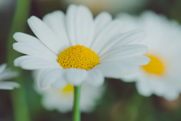 Vita och gula blomman. Detalj av prästkragar i gräset. Makro av vackra vita prästkragar blommor. Daisy blomman. — Stockfoto