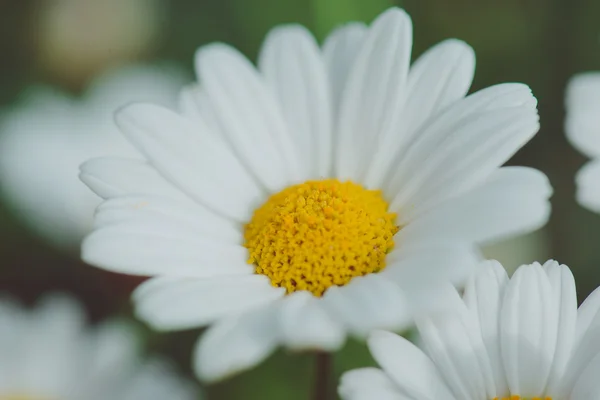 Vita och gula blomman. Detalj av prästkragar i gräset. Makro av vackra vita prästkragar blommor. Daisy blomman. — Stockfoto