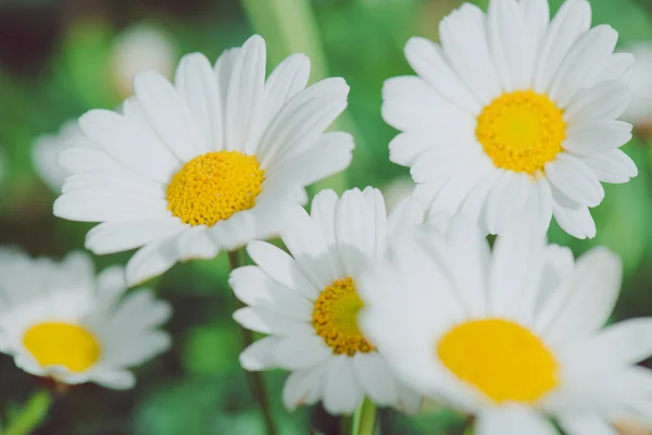 Vita och gula blomman. Detalj av prästkragar i gräset. Makro av vackra vita prästkragar blommor. Daisy blomman. — Stockfoto