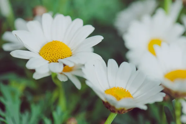 白と黄色の花。草の中のヒナギクの詳細。美しい白いヒナギクの花のマクロ。デイジーの花. — ストック写真