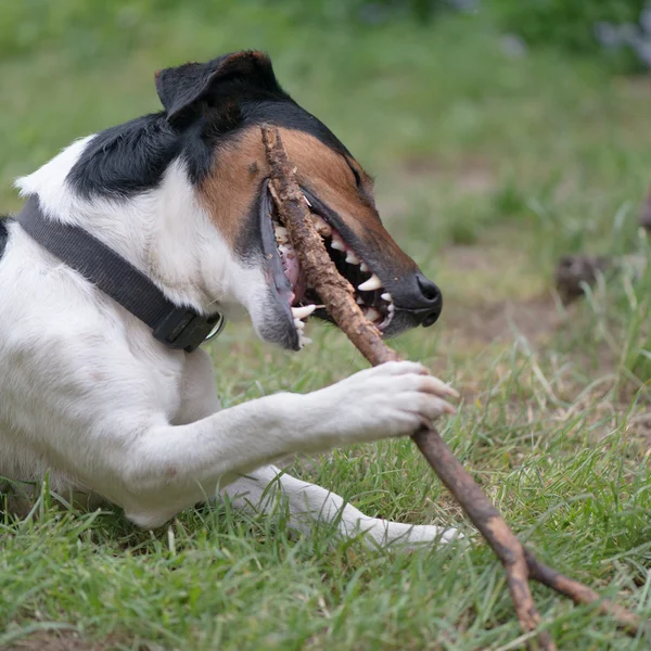 Perro jugando y masticando palo al aire libre — Foto de Stock